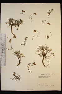 Astragalus ravenii image